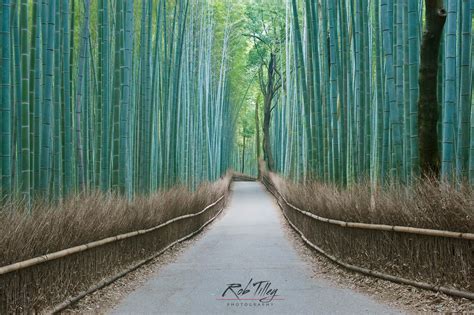 Fine Art Photographic Print Of Sagano Bamboo Forest In Kyoto Japan