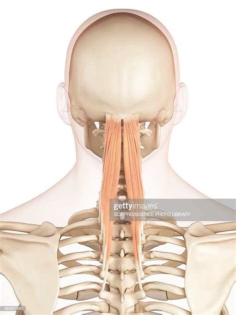 Human Neck Muscles Illustration High Res Vector Graphic Getty Images