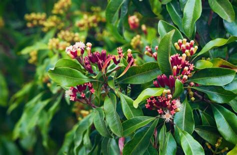 Eugenia Caryophyllata