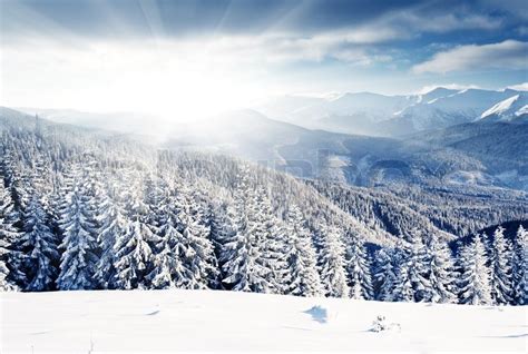 Beautiful Winter Landscape With Snow Covered Trees Stock Photo