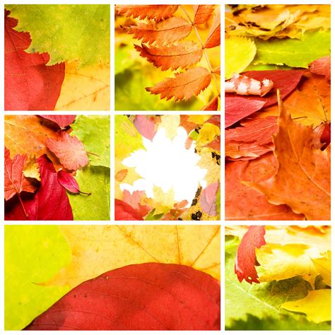 Free Photo Autumn Leaves Autum October Maple Free Download Jooinn