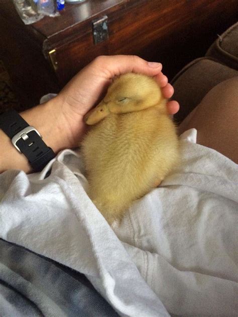35 Totally Blessed Duck Images To Make You Smile In 2020 Fluffy