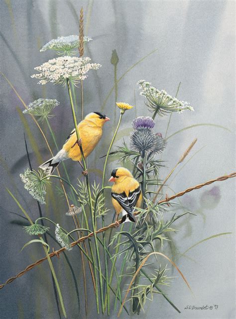 Gold Finches Artist Susan Bourdet Birds Painting Watercolor Bird