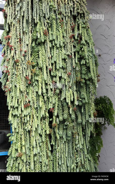Sedum Morganianum Or Also Known As Burros Tail Or Donkey Tail Stock