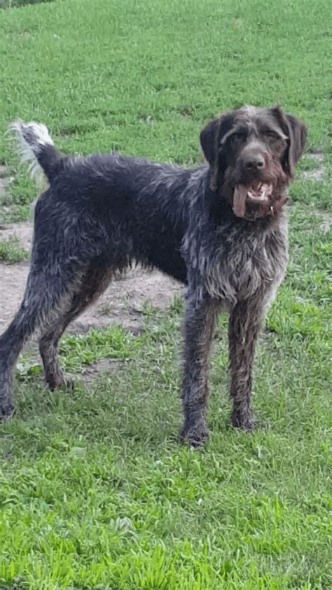 German Wirehaired Pointer Puppies For Sale Grove City Mn 308745