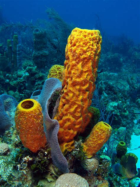 Yellow Tube Sponge Caribbean Coral Reef Food Web · Inaturalist