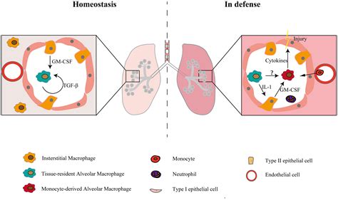 Frontiers Diversity Of Macrophages In Lung Homeostasis And Diseases