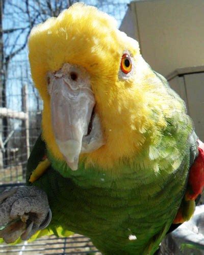 Double Yellow Head Amazon Parrot For Sale Exoticglobalbirdsfarm