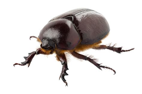 What are Beetles? (with pictures)