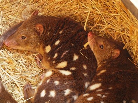 Parks Victoria Ranger Discovers Evidence Of A Tiger Quoll In The Great