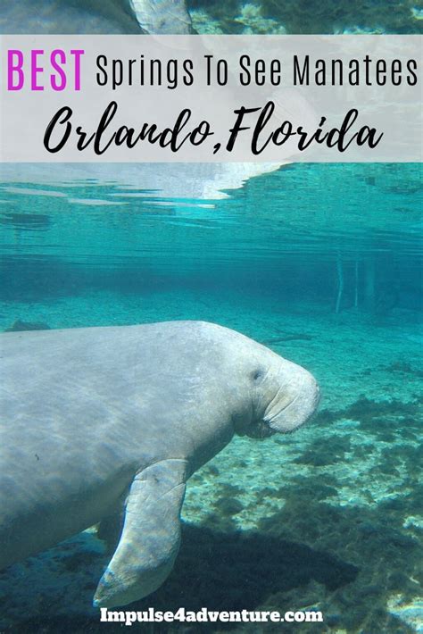 5 Best Places To See Manatees In Florida This Winter Blue Springs