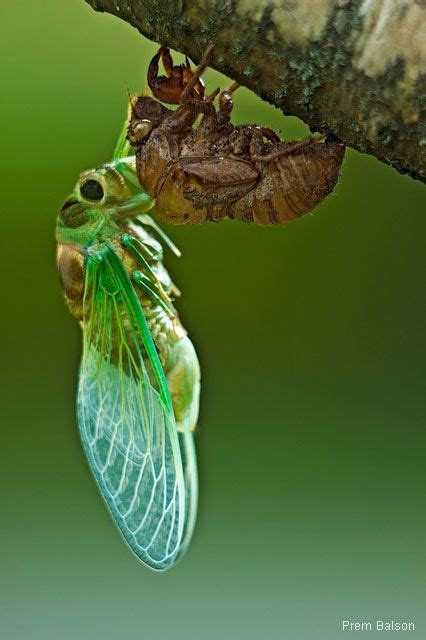 Cicadas Shell