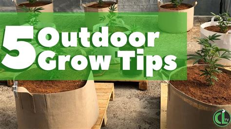 Beginner Outdoor Grow Tips Youtube