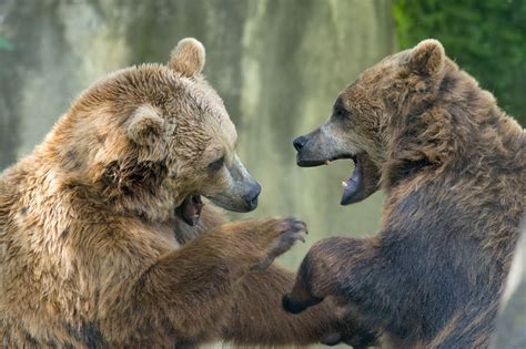 Bear Browling Two Black Grizzly Bears While Fighting Close Up