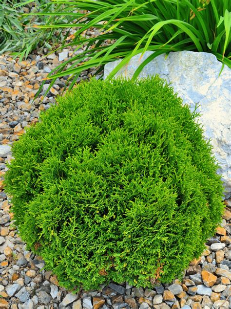 Arborvitae Dwarf Varieties Longfellows Garden Center