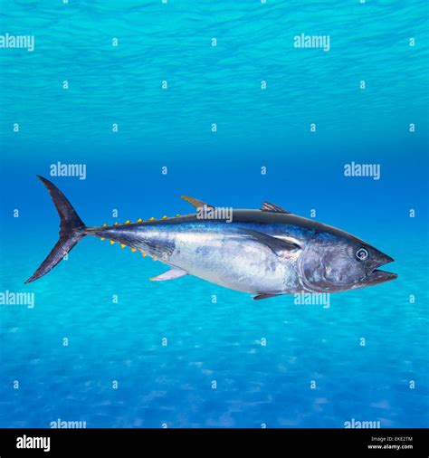 Bluefin Tuna Thunnus Thynnus Underwater Stock Photo Alamy