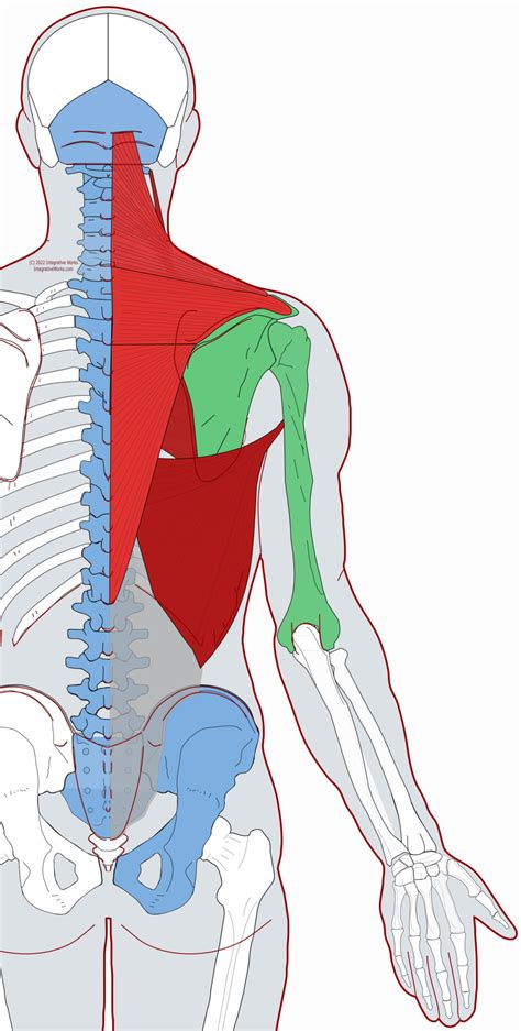 Extrinsic Back Muscles Functional Anatomy Integrative Works