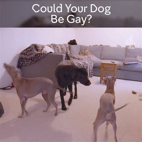My Gay Dog And Other Animals Could Your Dog Be Gay Just Overly