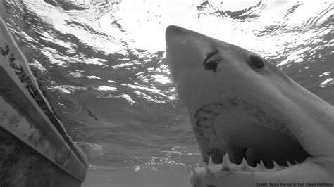 Hilton Head Sc Man Catches Huge 2400 Pound Great White Shark