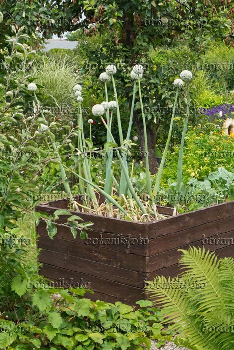 Image Garden Onion Allium Cepa In A Raised Bed 534267 Images Of