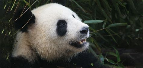 Rare Video Footage Of Wild Pandas