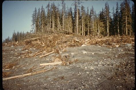 Figure Trimline Between Forest And Chopped Trees Created By The Tsunami Wave Source