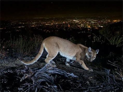 Escolher Aceitável Cedo Habitat Puma Animal