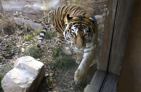 Utahs Hogle Zoo Has A New Tiger Named Sasha The Amur At Home On Maui