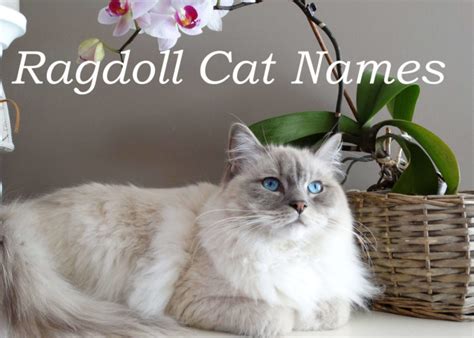 105 Popular Names For Ragdoll Cats Cat Mania