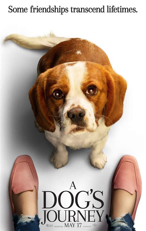The film is based on the 2012 novel of the same name by cameron and is the sequel to. A Dog's Journey DVD Release Date | Redbox, Netflix, iTunes ...