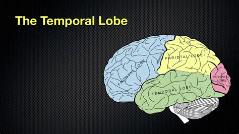 067 The Anatomy And Functions Of The Occipital And Temporal Lobes Youtube