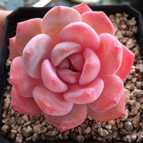 Pin By Hagen Lastkiss On Pink Succulent Seeds Plants Planting