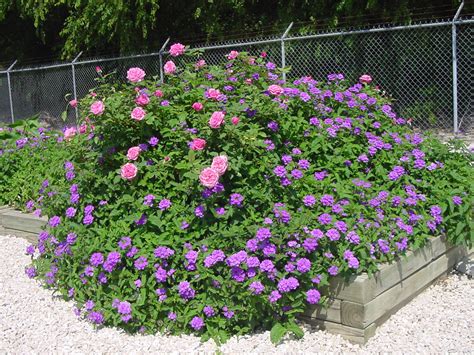 Plantanswers Plant Answers 12 Months Of Watersaver Landscape Color May