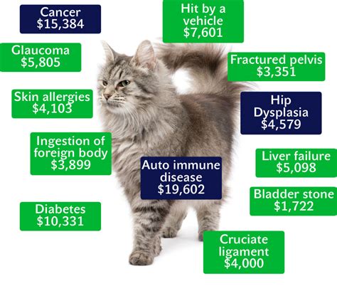 Cat And Kitten Insurance Quotes Costs Coverage And Reviews Pet Insurer