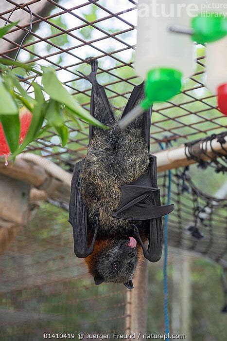 Nature Picture Library Spectacled Flying Fox Pteropus Conspicillatus