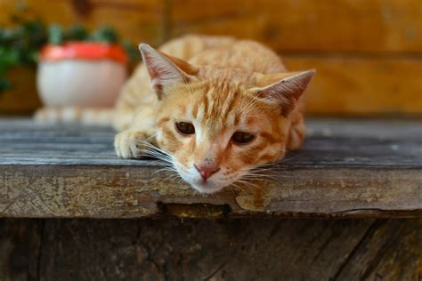 Whatever you need, whatever you want, whatever you desire, we provide. What Is Pancreatitis in Cats?