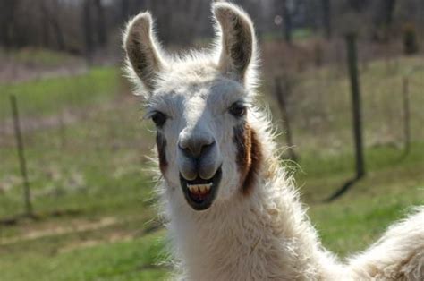 Laughing Llama Woodshed Studios Photography Pinterest Llamas And
