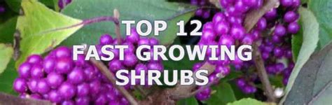 Top 12 Fast Growing Shrubs Uk