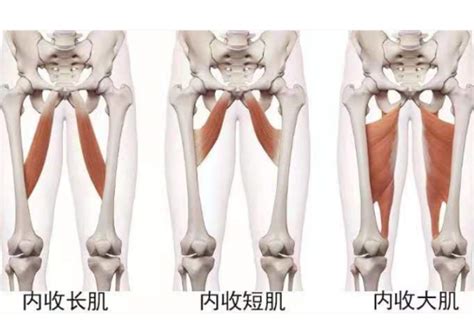 内收肌：大腿内侧脂肪多，练习它就瘦了 知乎