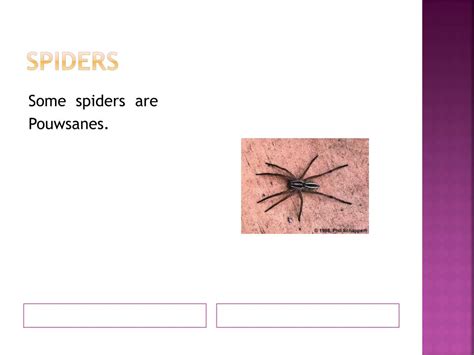Ppt All About Spiders Powerpoint Presentation Free Download Id2371883