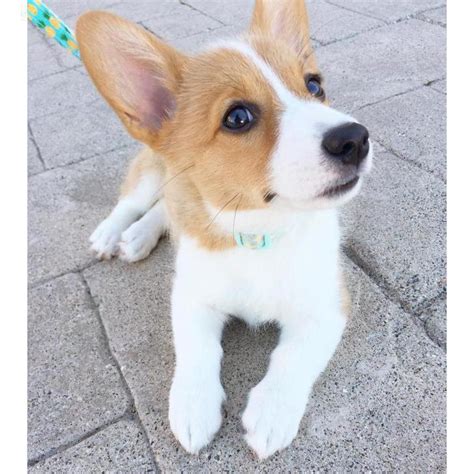 Located in liberty indiana, we carefully pick and raise our own breeding dogs to provide champion bloodlines, good temperament, and show qualities. Pembroke Welsh Corgi Puppies for Sale in Virginia in ...