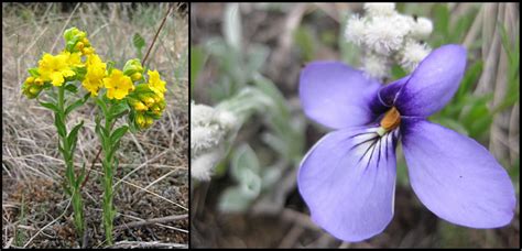 We did not find results for: Hastings Sand Coulee SNA: Prairie Spring Wildflower ...