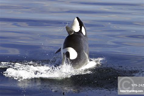 Young Orca Orcinus Orca Breaching Stock Photo