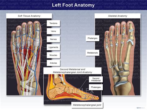 Left Foot Anatomy Trialexhibits Inc