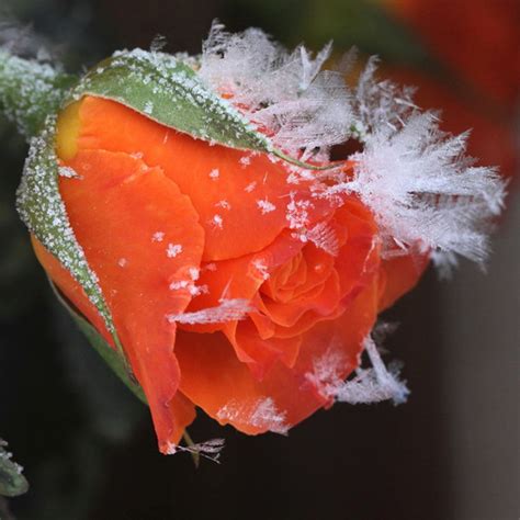 Frozen Rose Rose Frost Beautiful Roses
