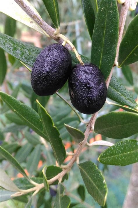Olive Tree Pruning Care And Diseases Of Olive Trees