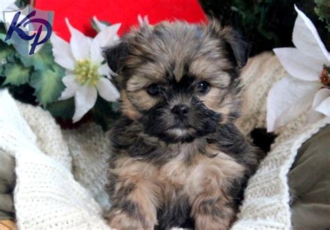 51 Best Images About Shorkie Vs Morkie On Pinterest Puppys Yorkie