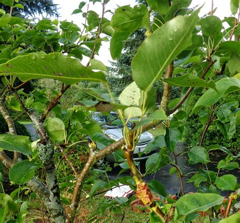They can be air layered, propagated directly from cuttings or grown from seed. Daniel's Pacific NW Garden: Grafting fruit trees. Progress ...