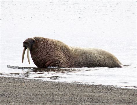 Through The Killing Field To See Walruses National Geographic Blog