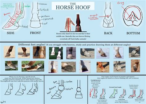 Basic Horse Hoof Tutorial By Pookyns 5 On Deviantart Horse Anatomy